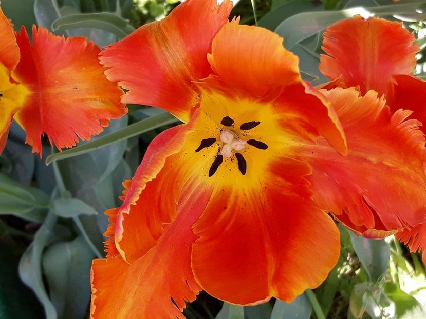  - 2018 - În grădină