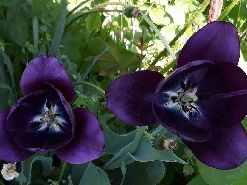  - 2018 - În grădină