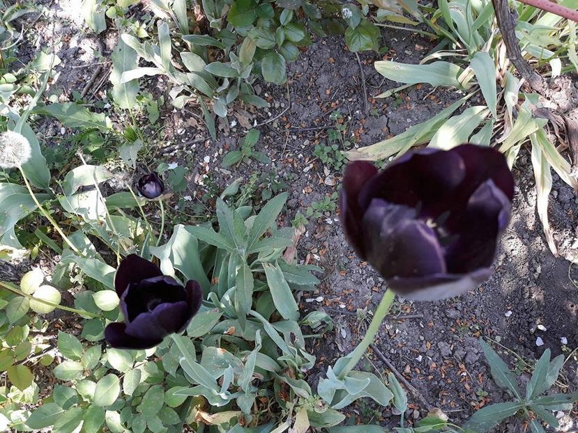  - 2018 - În grădină