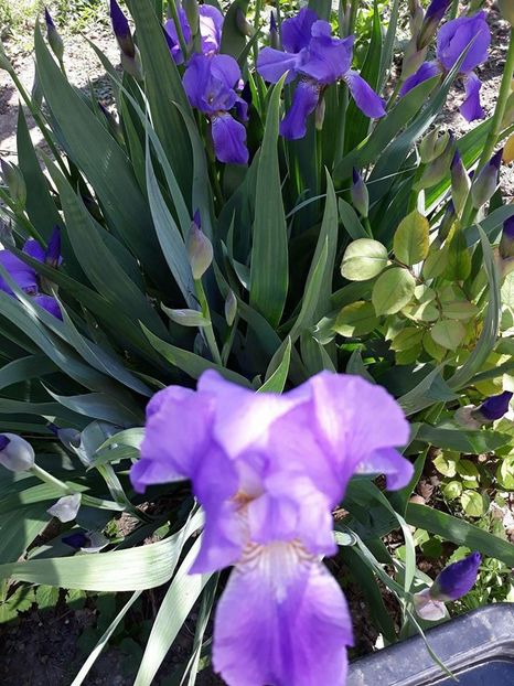  - 2018 - În grădină