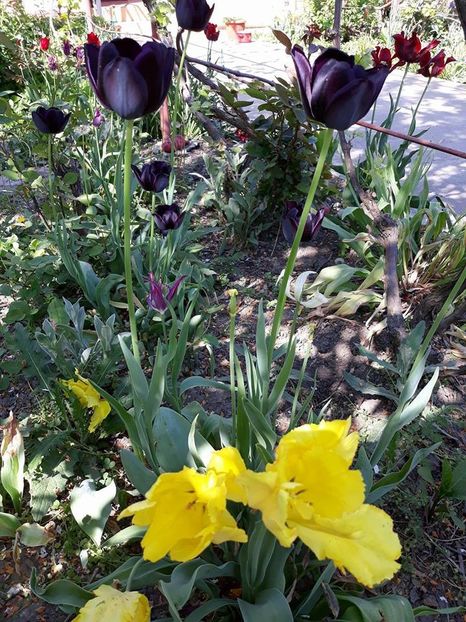  - 2018 - În grădină