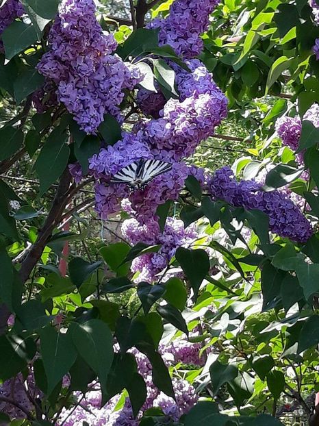  - 2018 - În grădină