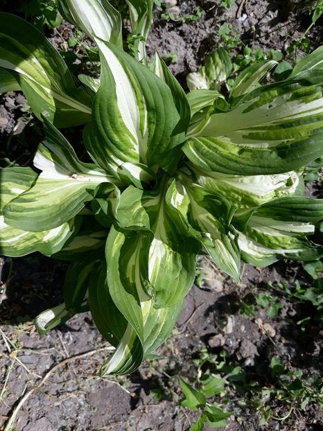  - 2018 - În grădină