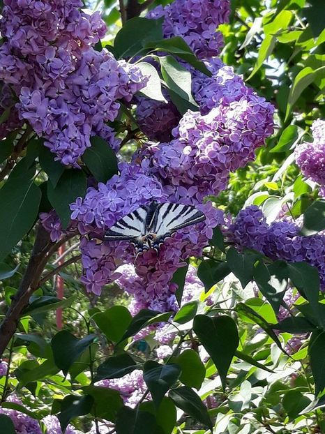  - 2018 - În grădină