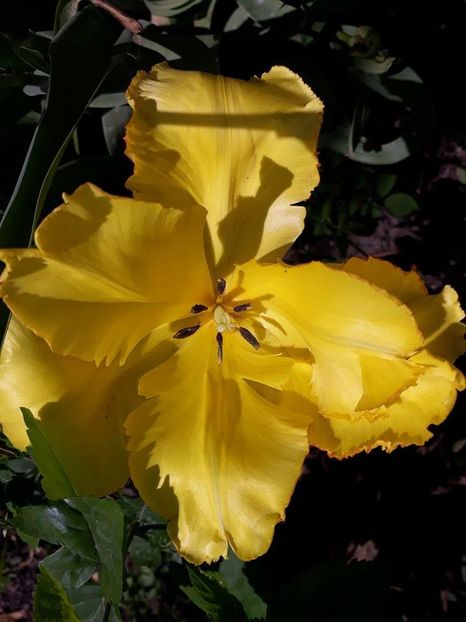  - 2018 - În grădină