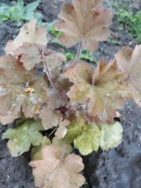  - 2018 - În grădină