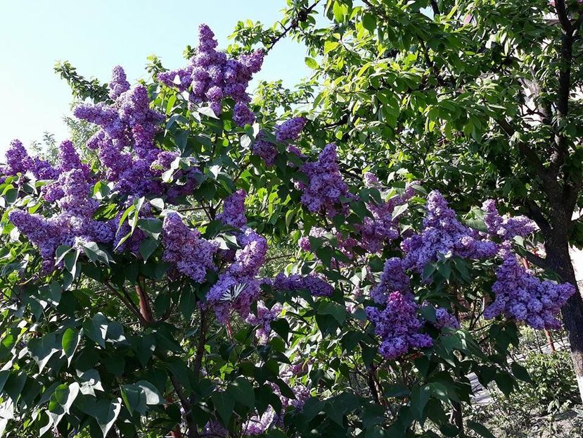  - 2018 - În grădină