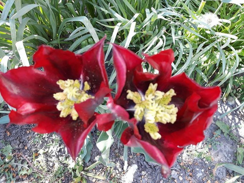  - 2018 - În grădină