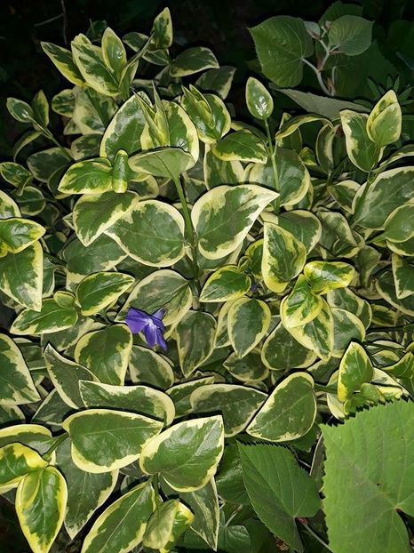  - 2018 - În grădină