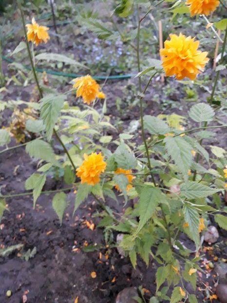  - 2018 - În grădină