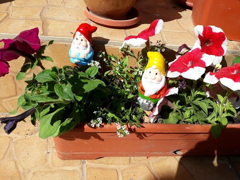  - 2018 - În grădină