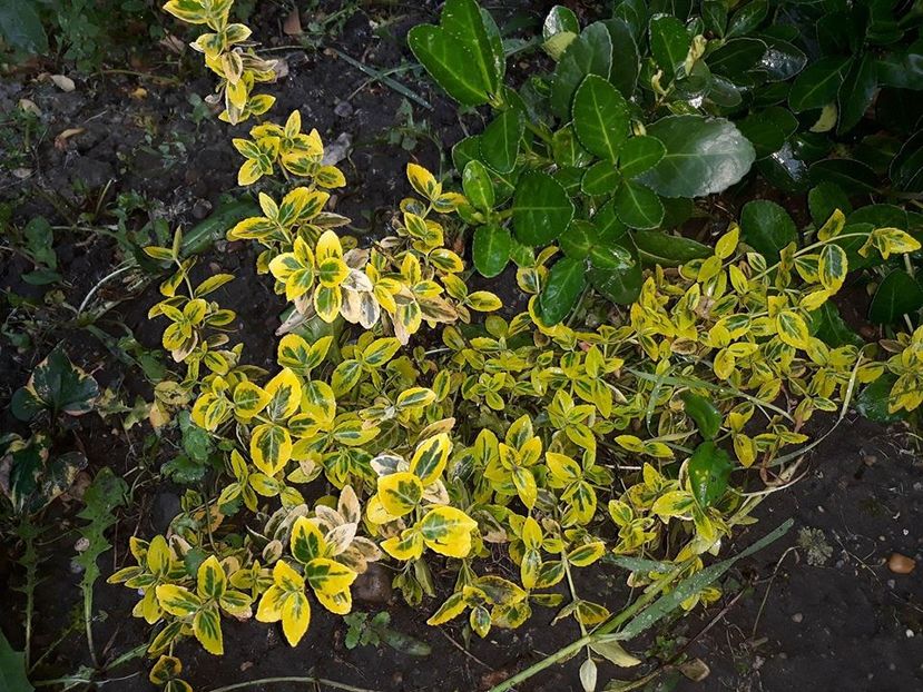  - 2018 - În grădină