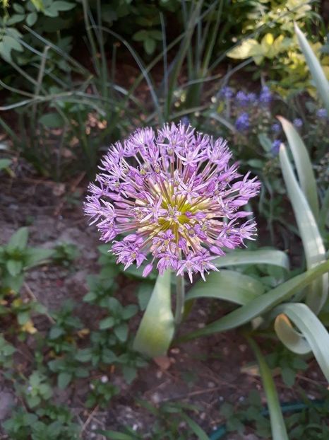  - 2018 - În grădină