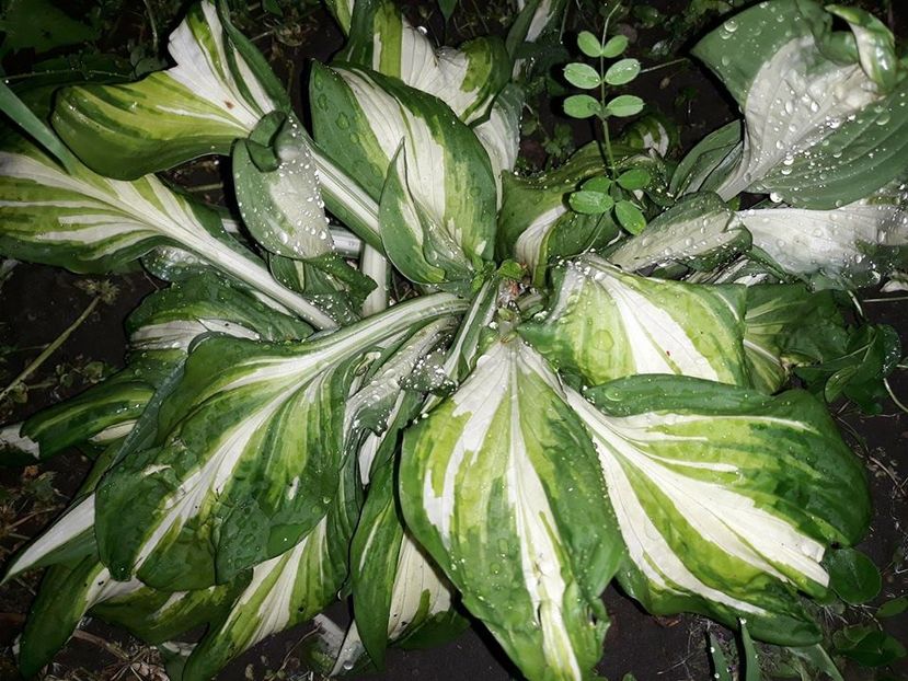  - 2018 - În grădină