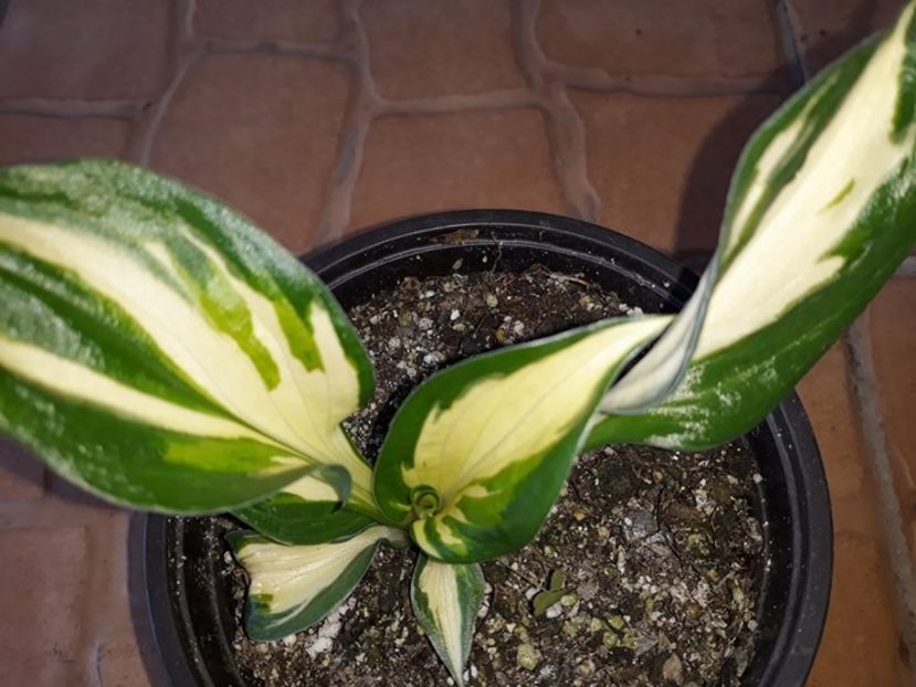  - 2018 - În grădină