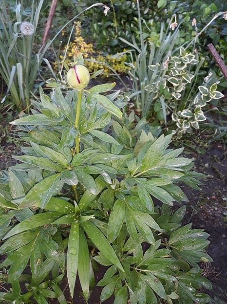  - 2018 - În grădină