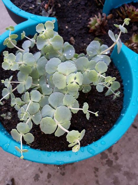  - 2018 - În grădină