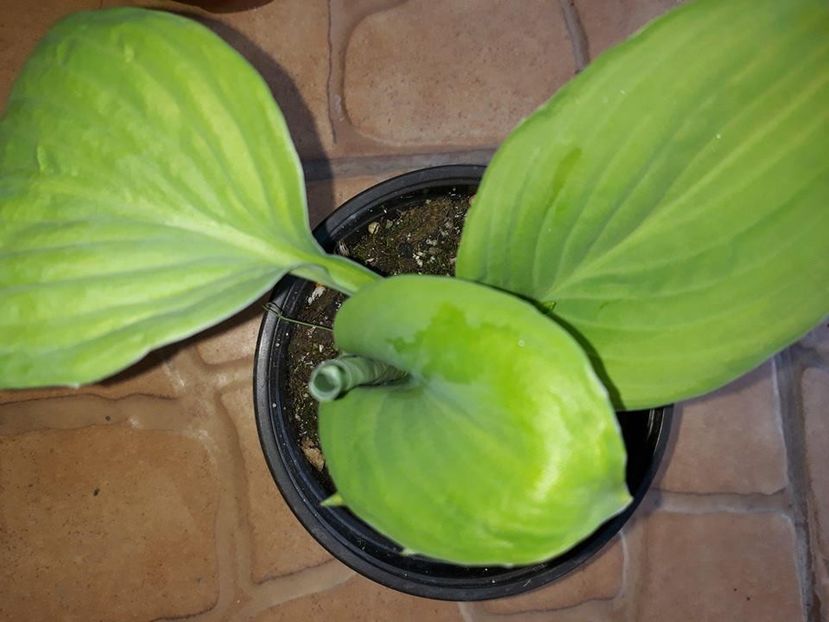  - 2018 - În grădină