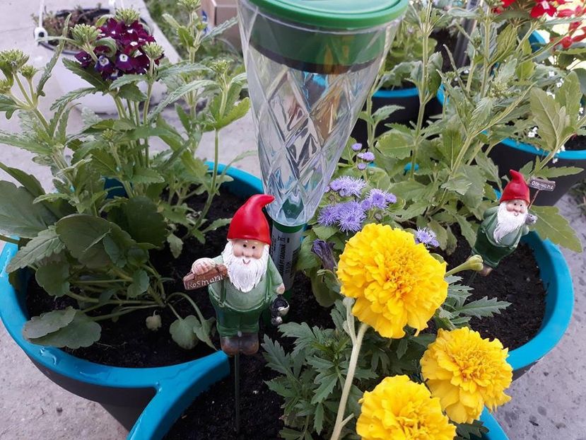  - 2018 - În grădină