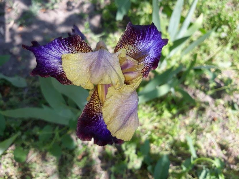  - 2018 - În grădină