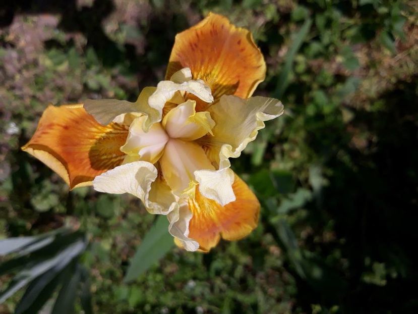  - 2018 - În grădină