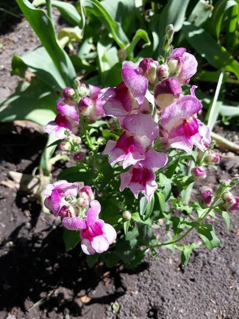  - 2018 - În grădină