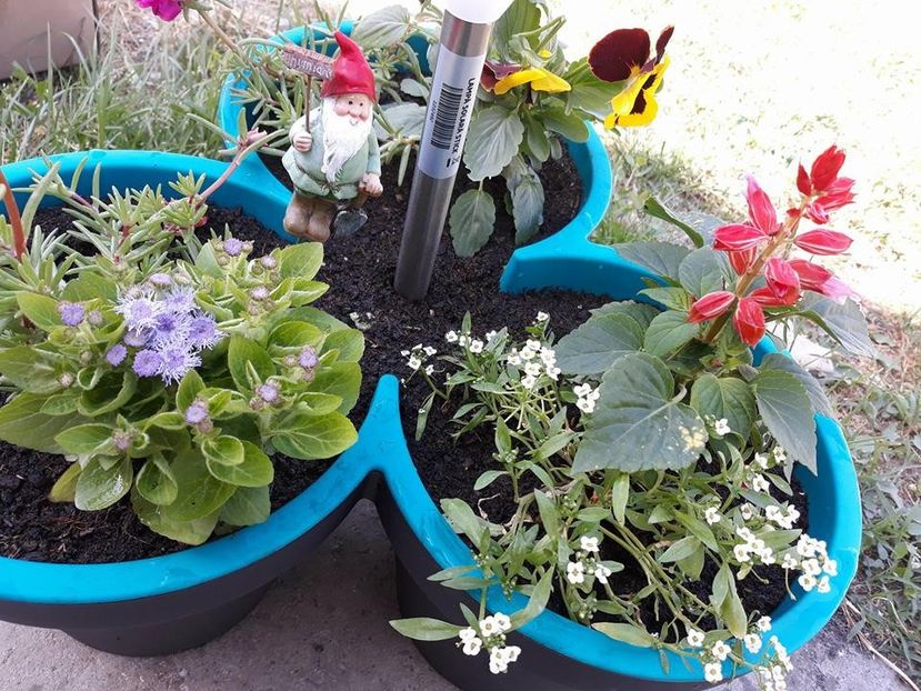  - 2018 - În grădină