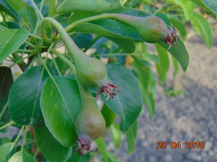  - Par Frumoasa de iunie