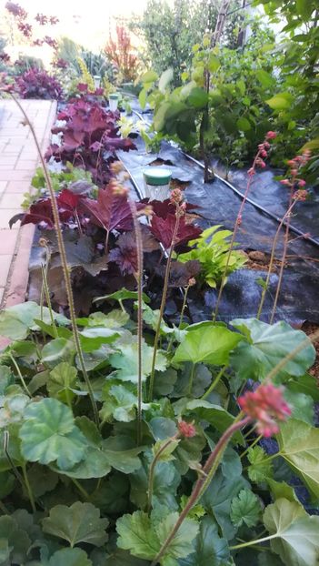  - Gradina la umbra in curs de amenajare