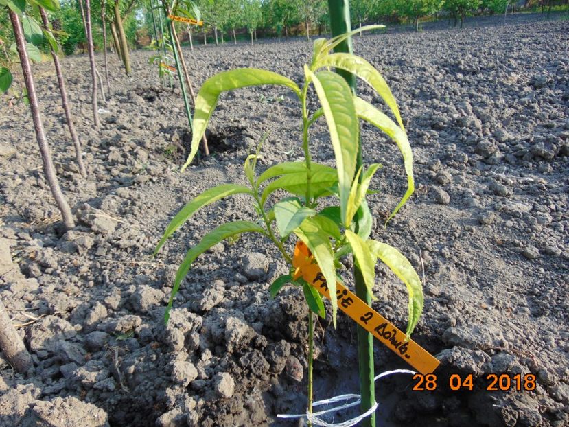 piersicut din sambure - Aprilie 2018 - piersic PAVIE galbena 2 Damb