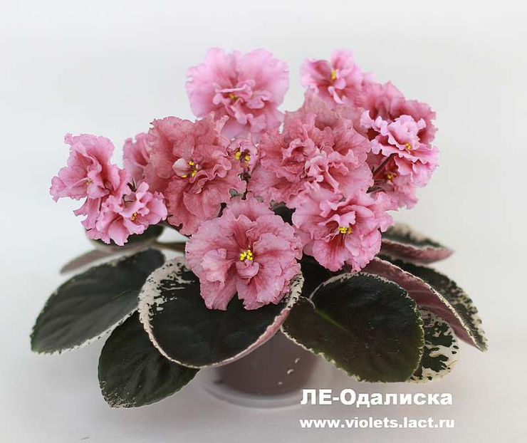 poza net - LE Odaliska