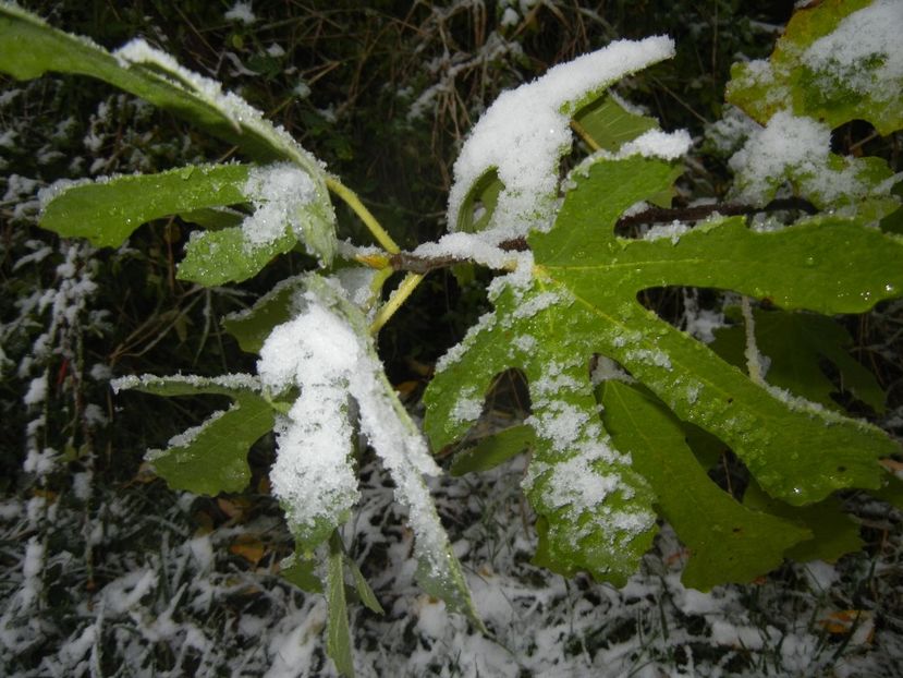 2014, October 25 - 10 Garden in October