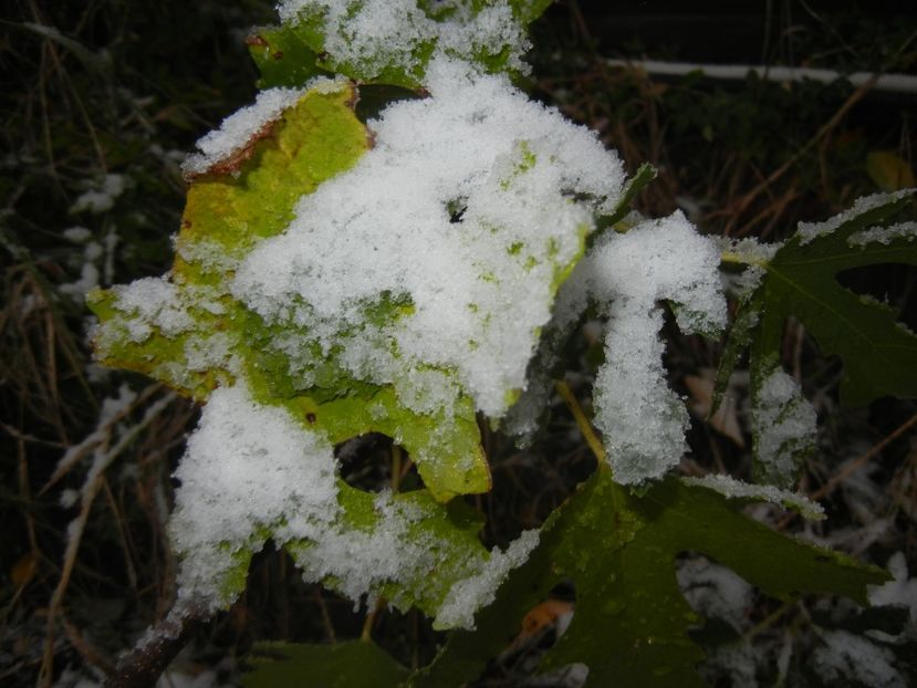 2014, October 25 - 10 Garden in October
