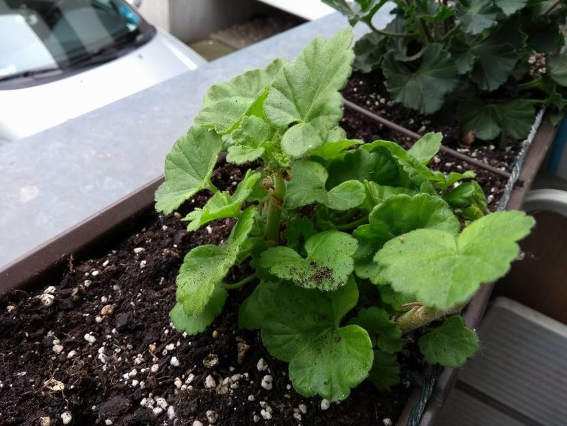 30867732_1934220133318092_1913344088_o - muscate