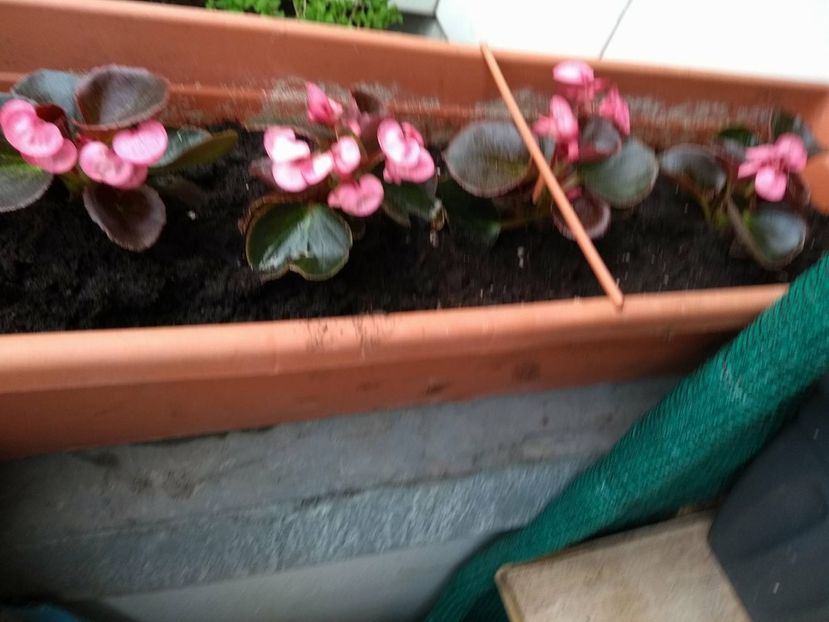 30926752_1934219913318114_1485132065_o - muscate