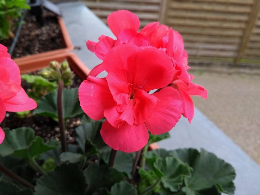 30976769_1934220149984757_1212653683_o - muscate