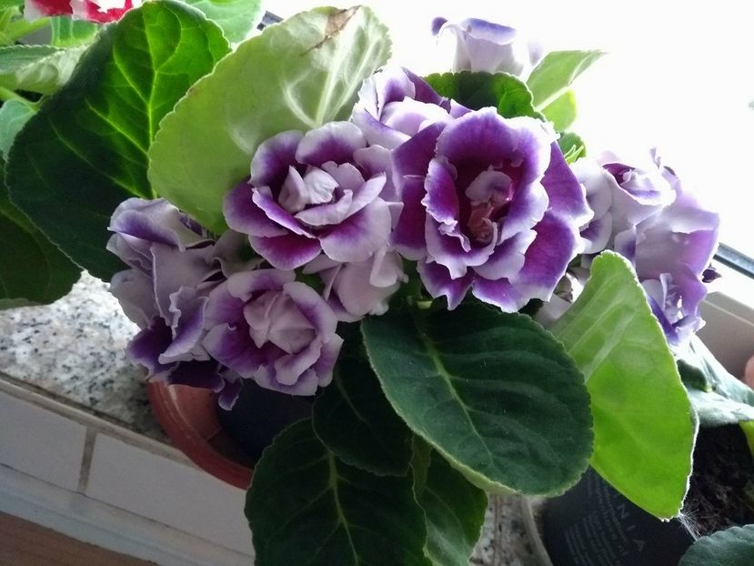 30922057_1934221406651298_1843884366_o - gloxinia