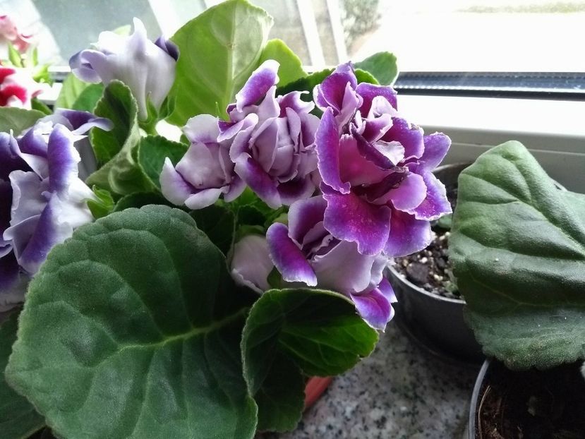 30923337_1934221319984640_781614556_o - gloxinia