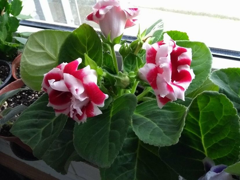 30942189_1934221103317995_1160743267_o - gloxinia