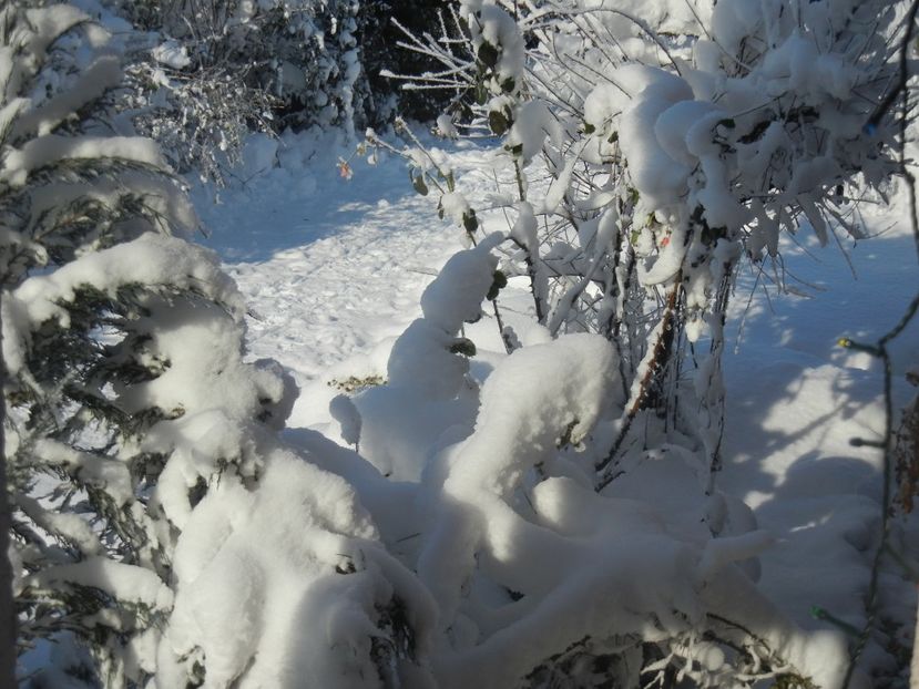 2014, December 31 - 12 Garden in December