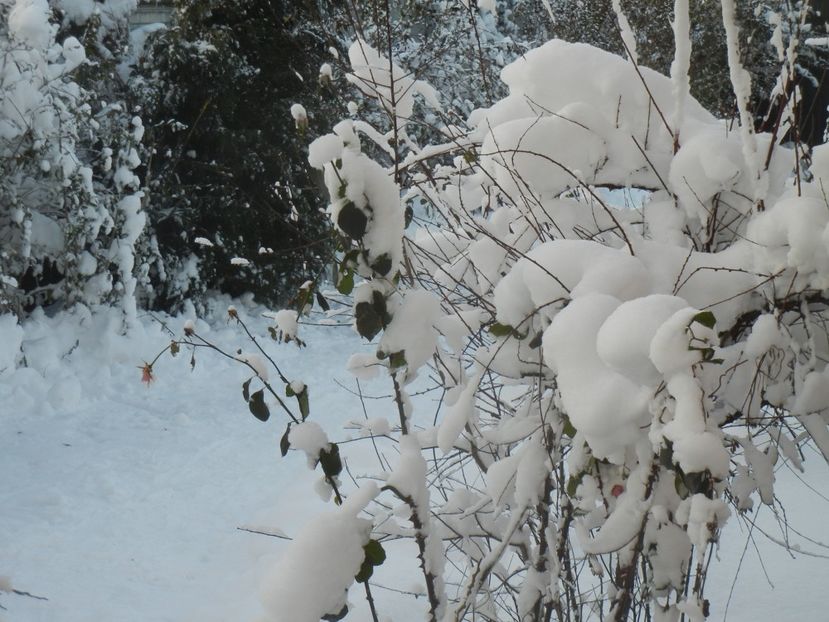 2014, December 31 - 12 Garden in December