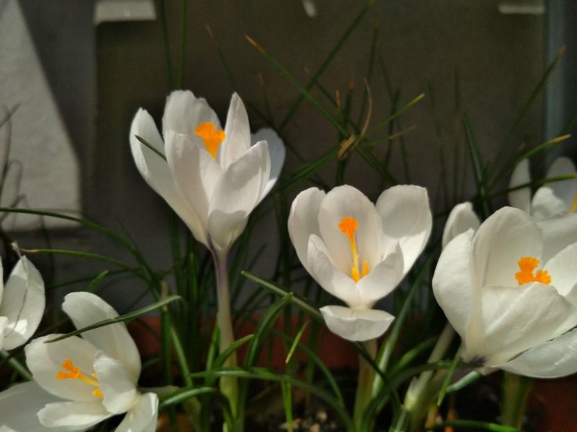 30232155_1616107641839519_940038413_o - Gradina mea 2018