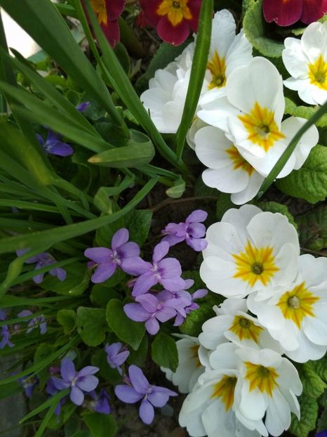 30232841_1616107801839503_1194948586_o - Gradina mea 2018