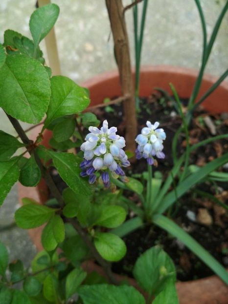 30768388_1630253887091561_1542435012_o - Gradina mea 2018