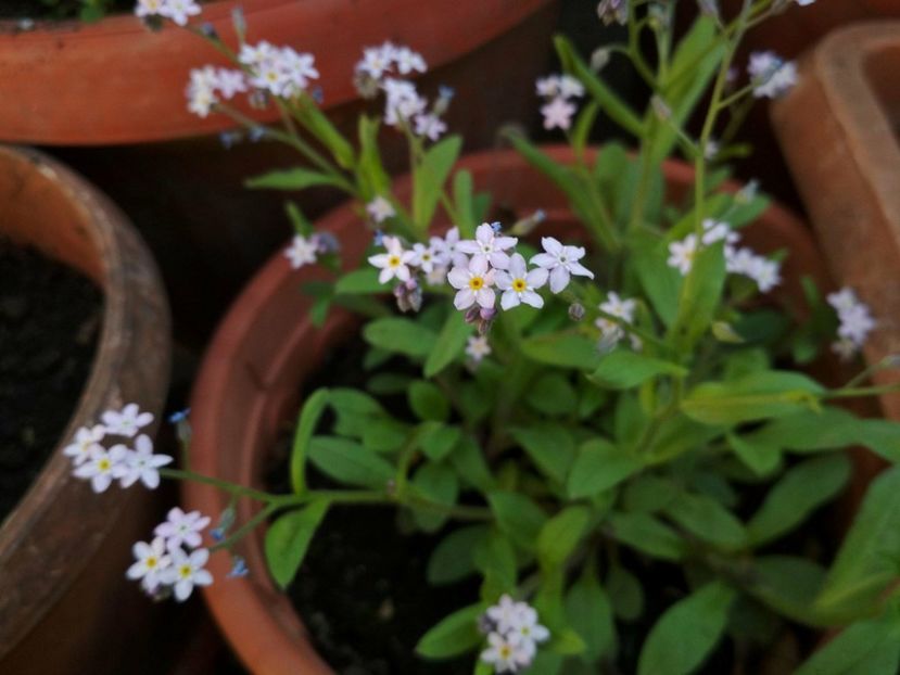 30825430_1630253623758254_2098263973_o (1) - Gradina mea 2018