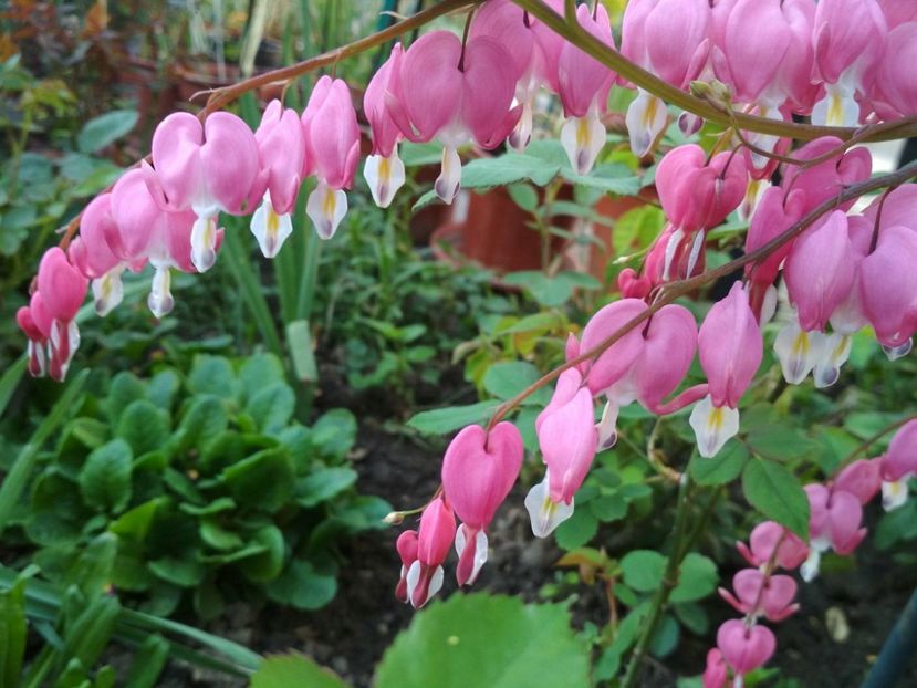 30850284_1630253093758307_1510194306_o - Gradina mea 2018