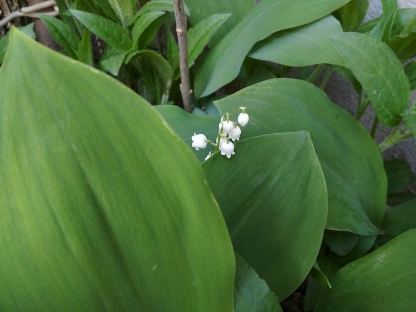 30944400_1630253200424963_951667862_o - Gradina mea 2018