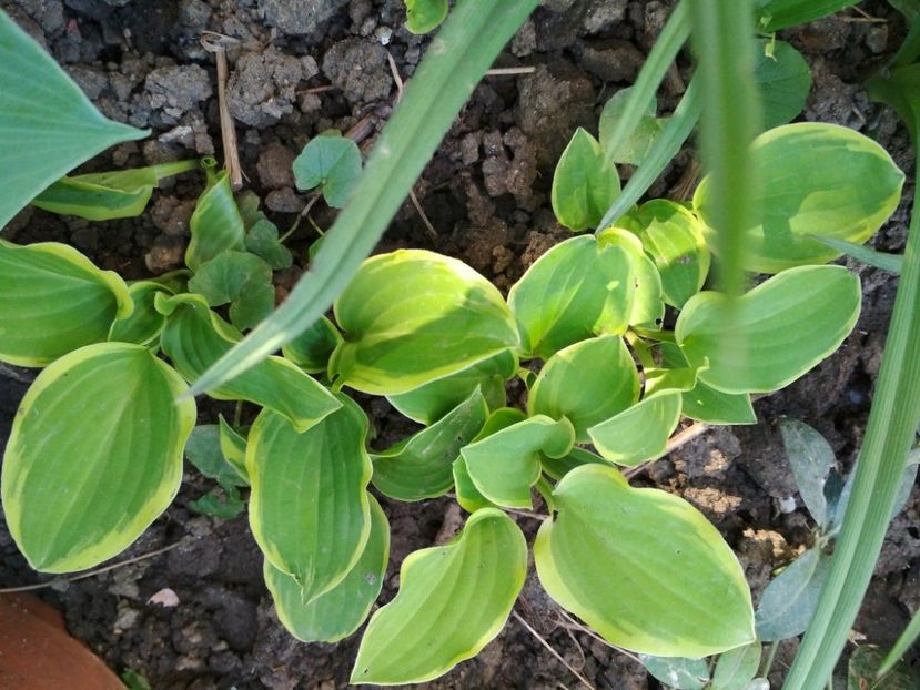 30946589_1630252460425037_1871572584_o - Gradina mea 2018