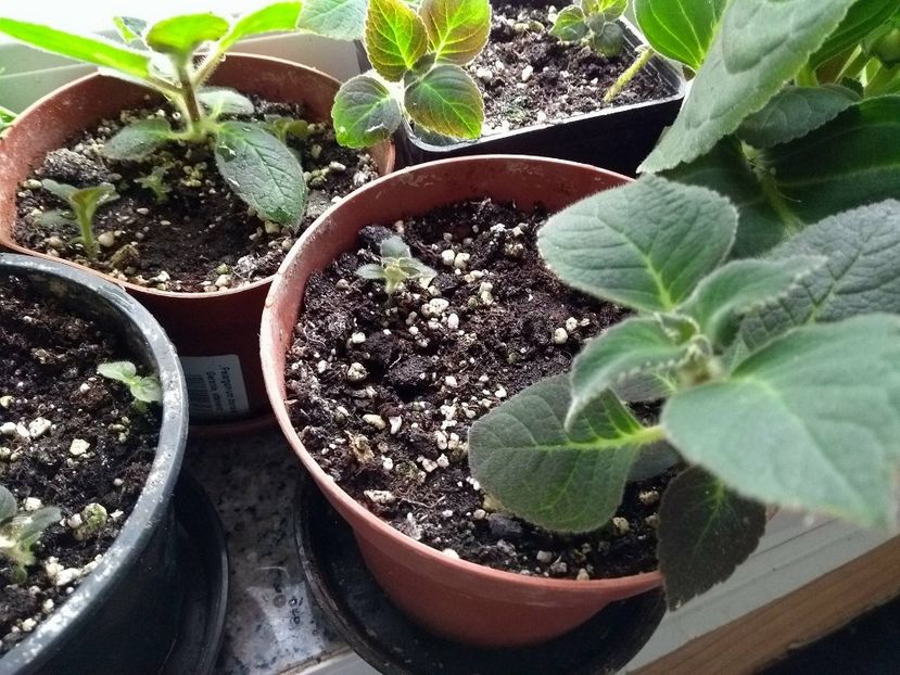 30918138_1934221306651308_424178723_o - g_kohleria