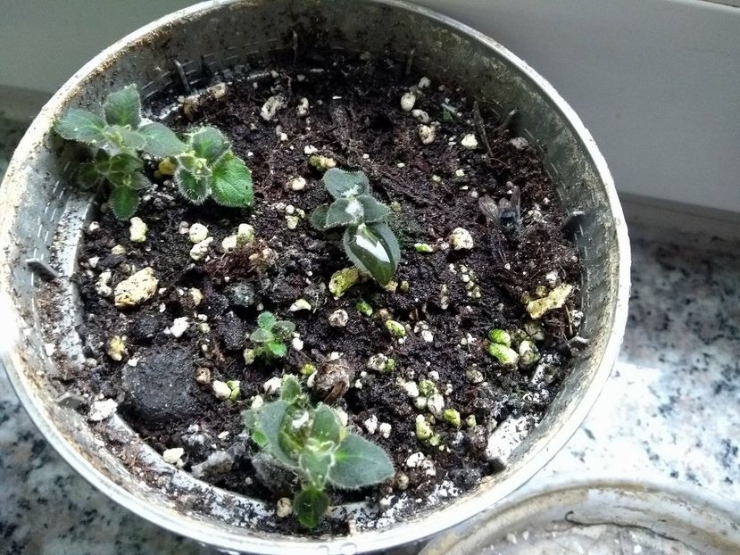 31023815_1934221339984638_892390544_o - g_kohleria